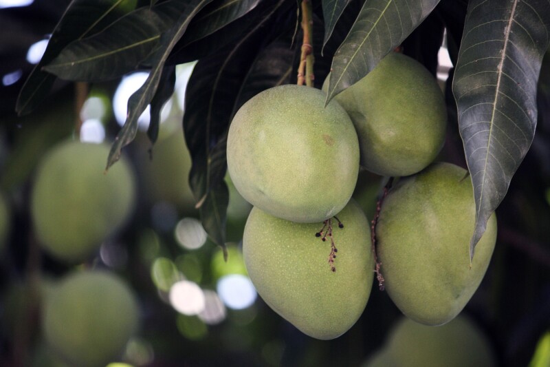 Fruits 0579