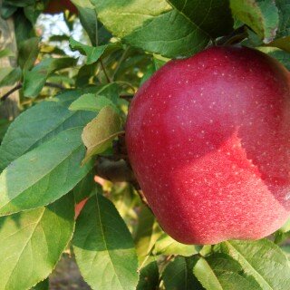 Fruits_0583