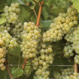 Fruits_0590
