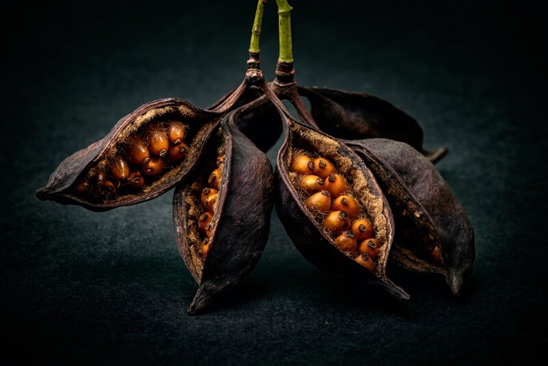 Fruits 0662