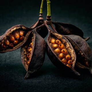 Fruits_0662