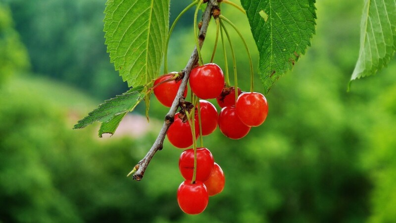 Fruits 0765