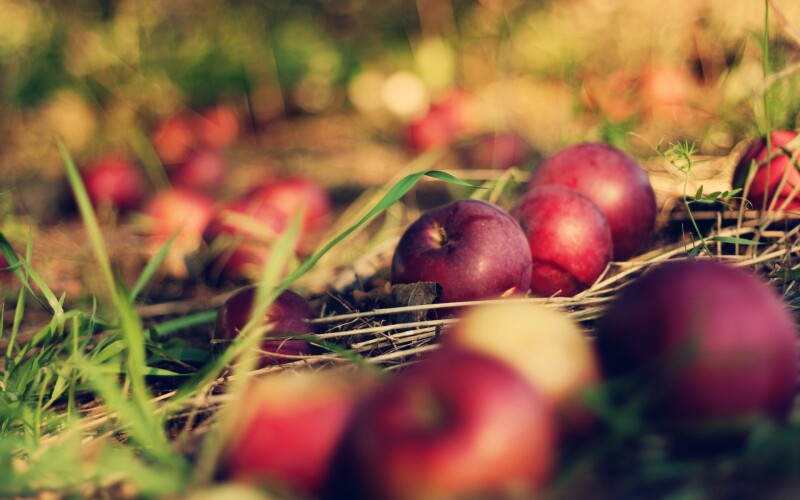 Fruits 0879