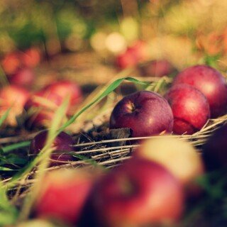 Fruits_0879