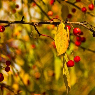 Fruits_0898