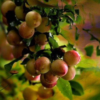 Fruits_0904