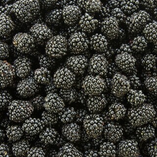 Fruits_0907