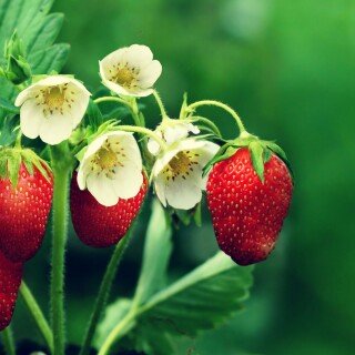 Fruits_0941