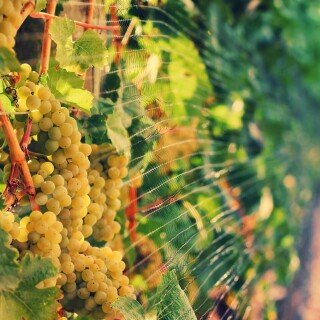 Fruits_0982