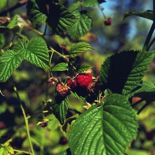 Fruits_0995