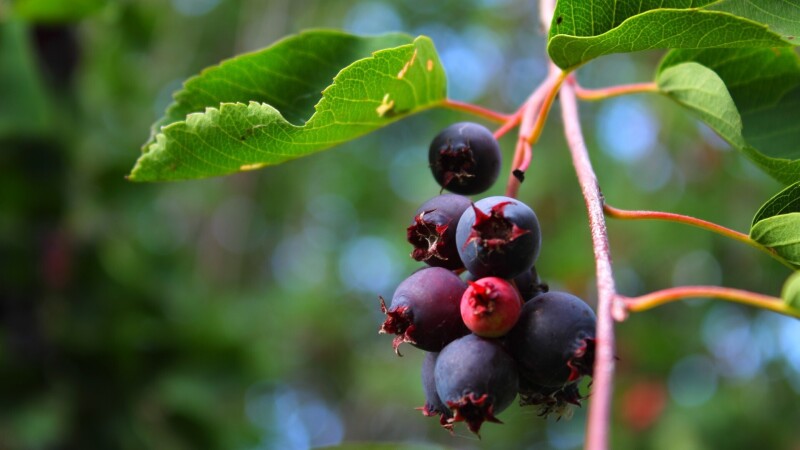 Fruits 0998