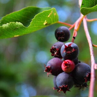 Fruits_0998