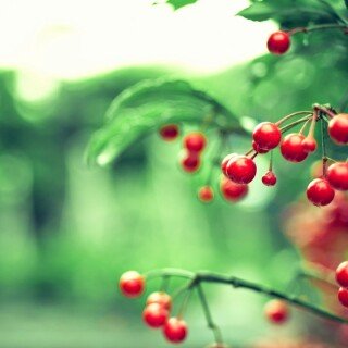 Fruits_1012