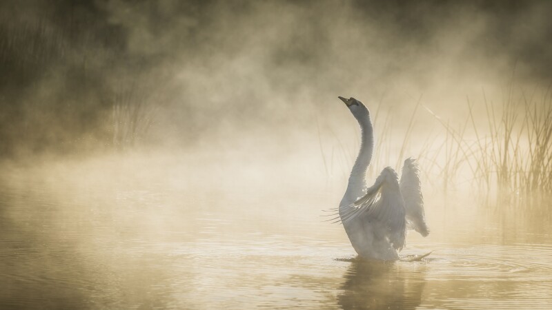 Swan_0003.jpeg