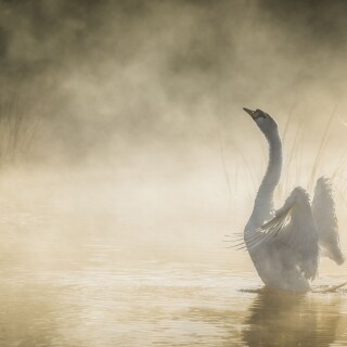 Swan_0003