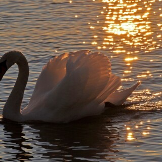 Swan_0014