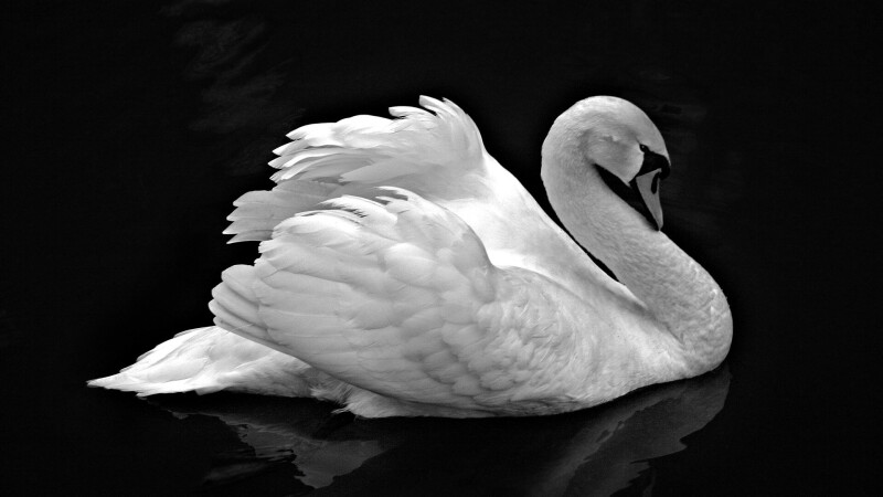 Swan_0015.jpg