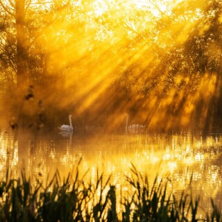 Swan_0020