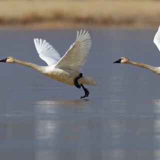 Swan_0026