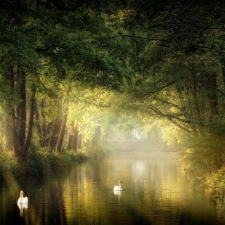 Swan_0032