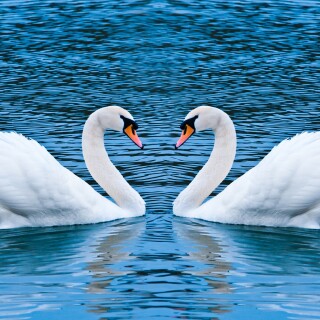 Swan_0042