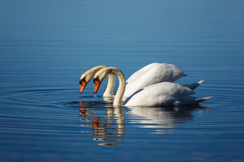 Swan_0057.jpg