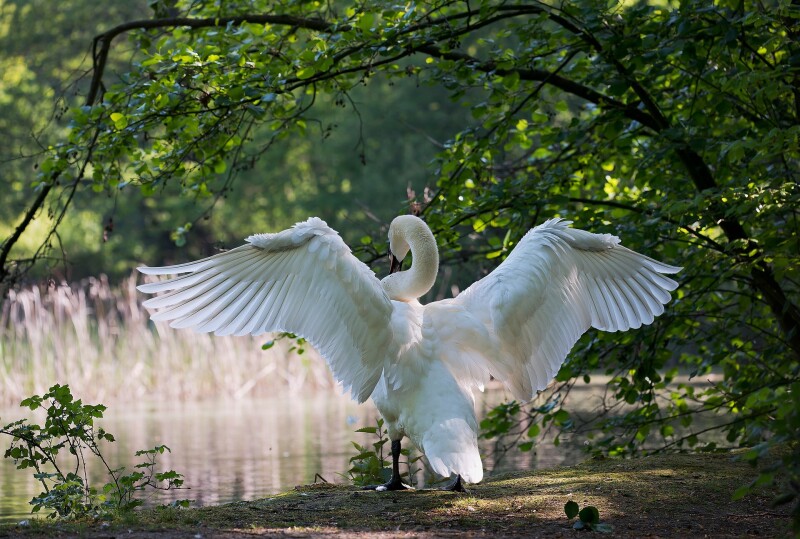 Swan_0067.jpg