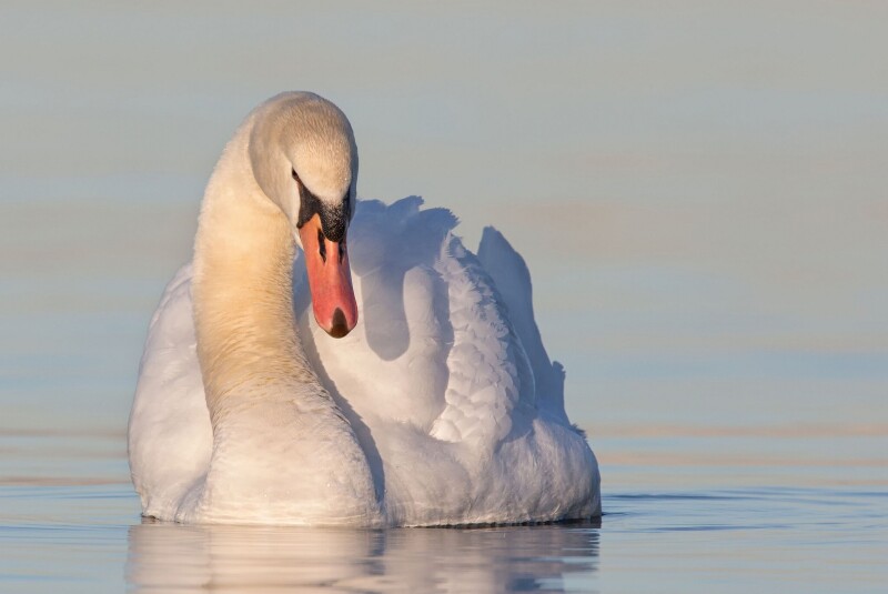 Swan_0074.jpg