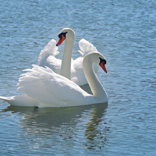 Swan_0082