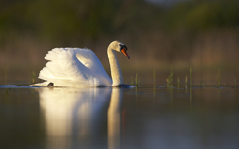 Swan_0083.jpg