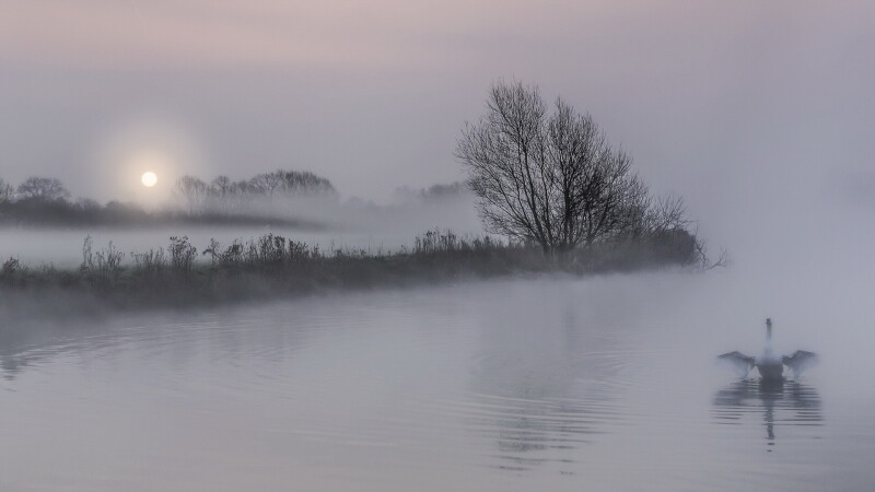 Swan_0090.jpg