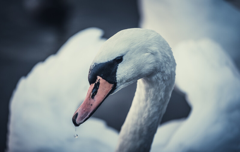 Swan_0106.jpg