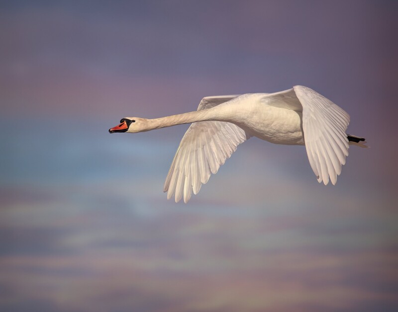 Swan_0114.jpg