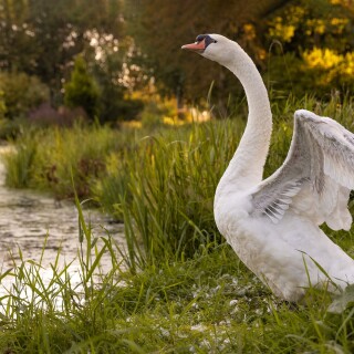 Swan_0122