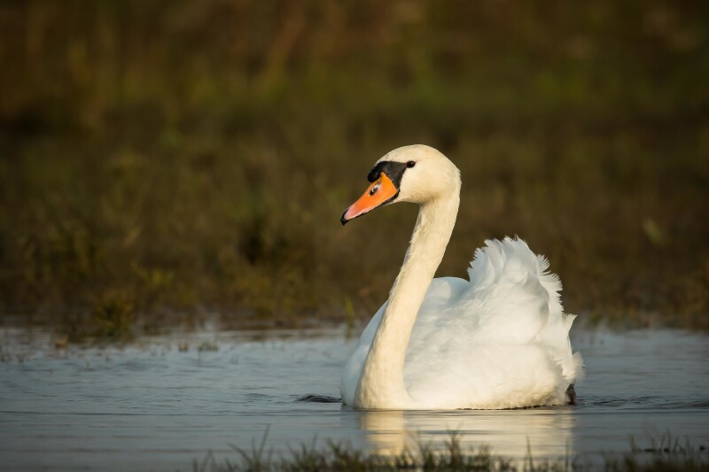 Swan_0140.jpg