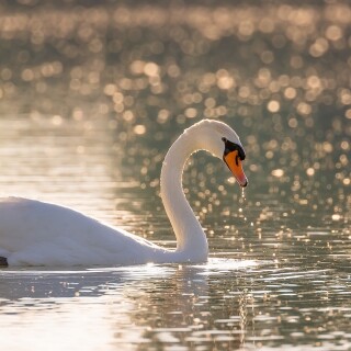 Swan_0148