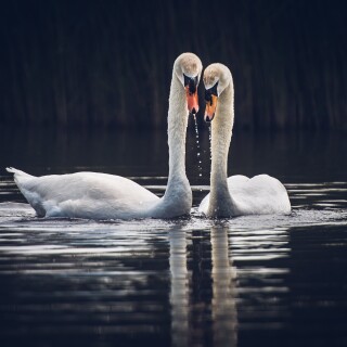 Swan_0152