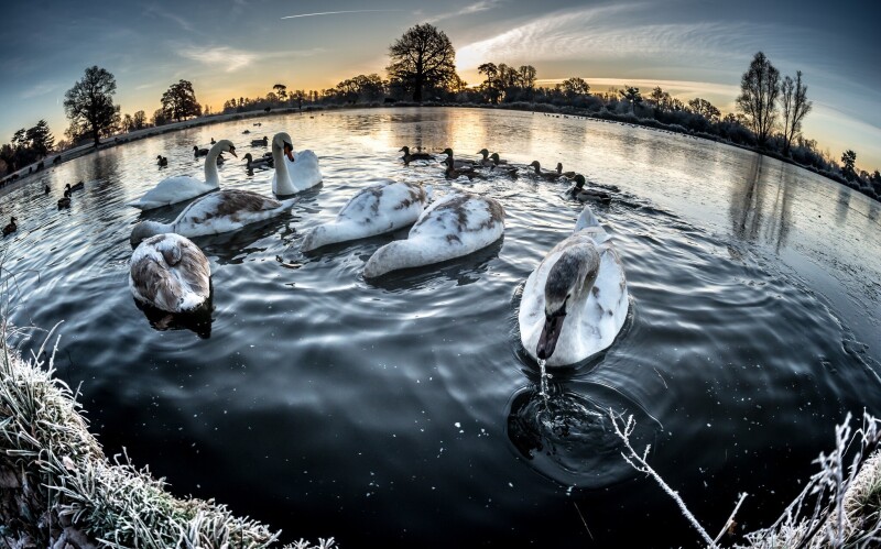 Swan_0181.jpg