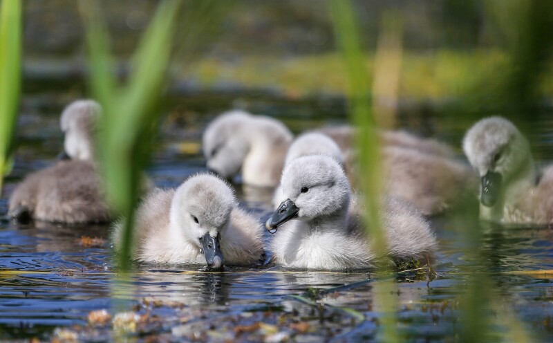Swan_0182.jpg