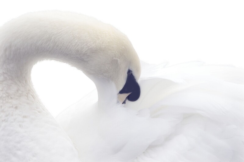 Swan_0209.jpg