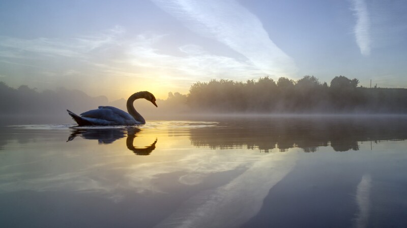 Swan_0211.jpg