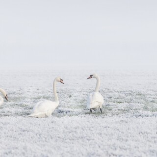 Swan_0237