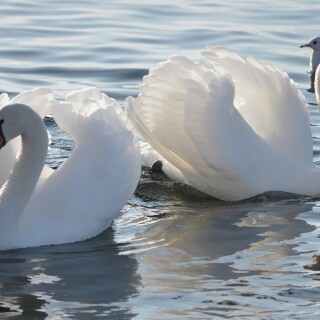 Swan_0253