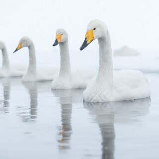 Swan_0268