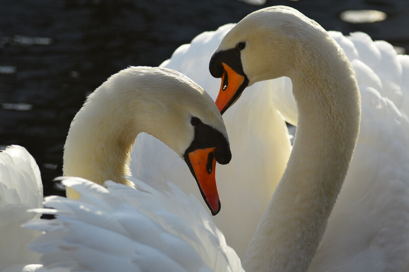 Swan_0285.jpg