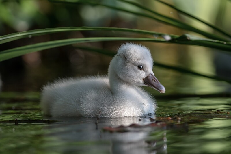 Swan_0324.jpg