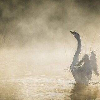 Swan_0003
