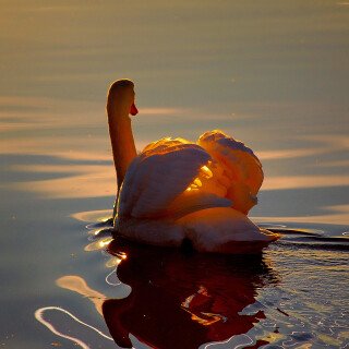 Swan_0011
