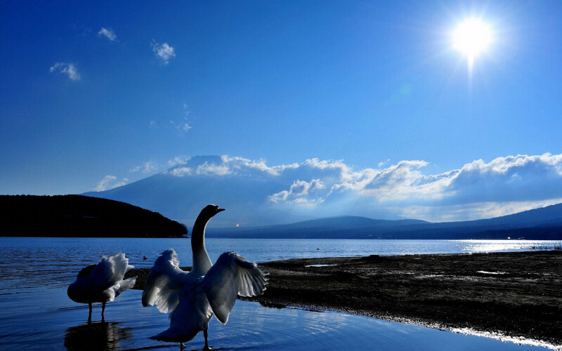 Swan 0017