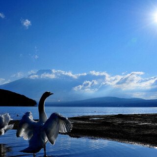 Swan_0017